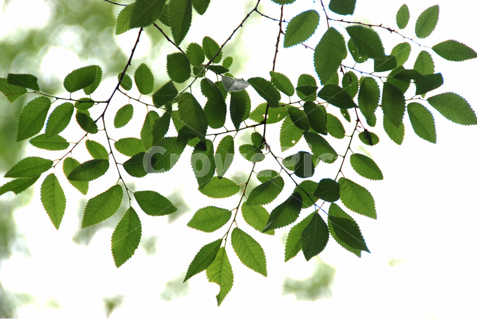 나무,식물,자연,역광,여름,식물,자연,plants,nature