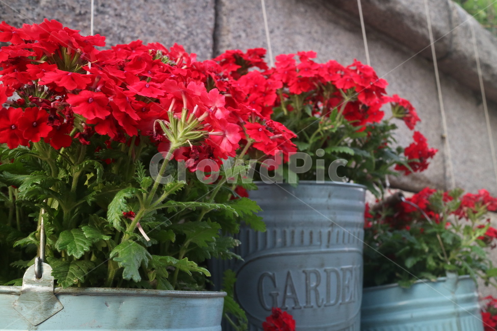 꽃,빨강색,화분,장식물,flower,red,햇살,빨간색,sunshine,실내용화초,화분,화초,house plant