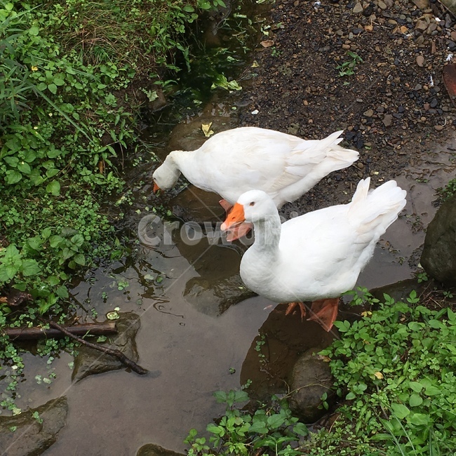 백조,하얀백조,swan,whiteswan,비,rain,동물,animal,조류,새,birds