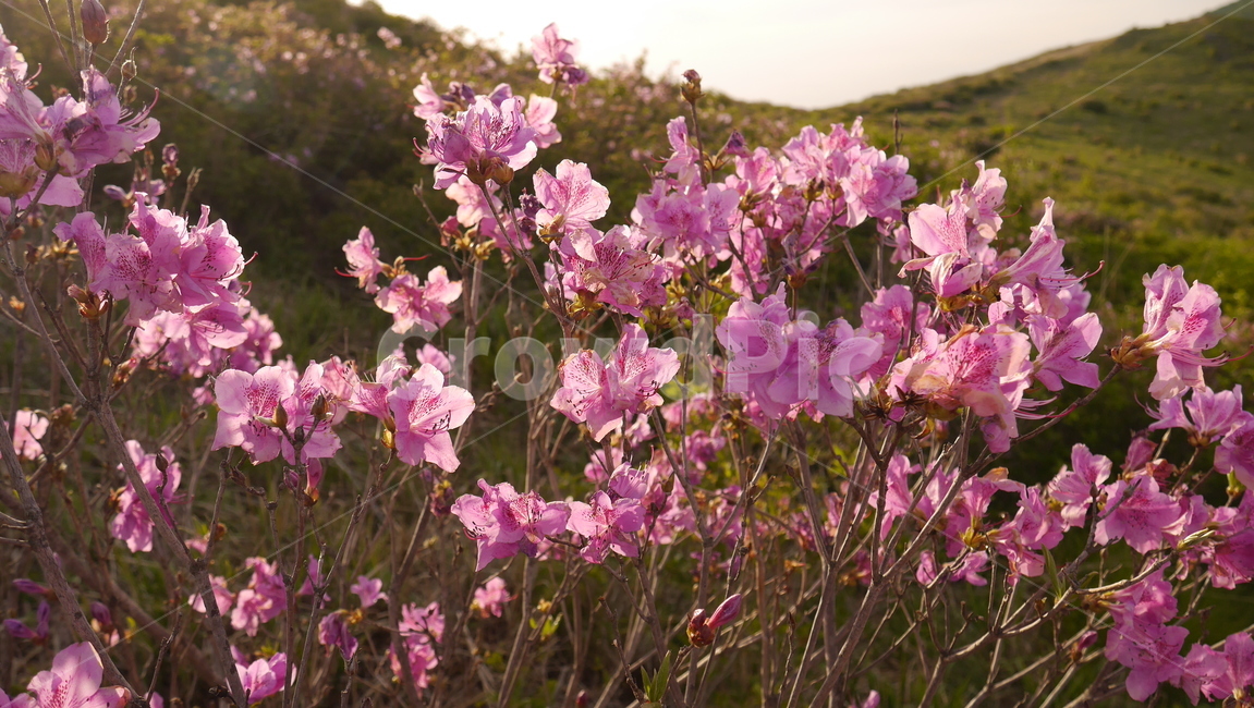 자연,꽃,풍경,황매산,철쭉,햇살,식물,자연,plants,nature,꽃,flower