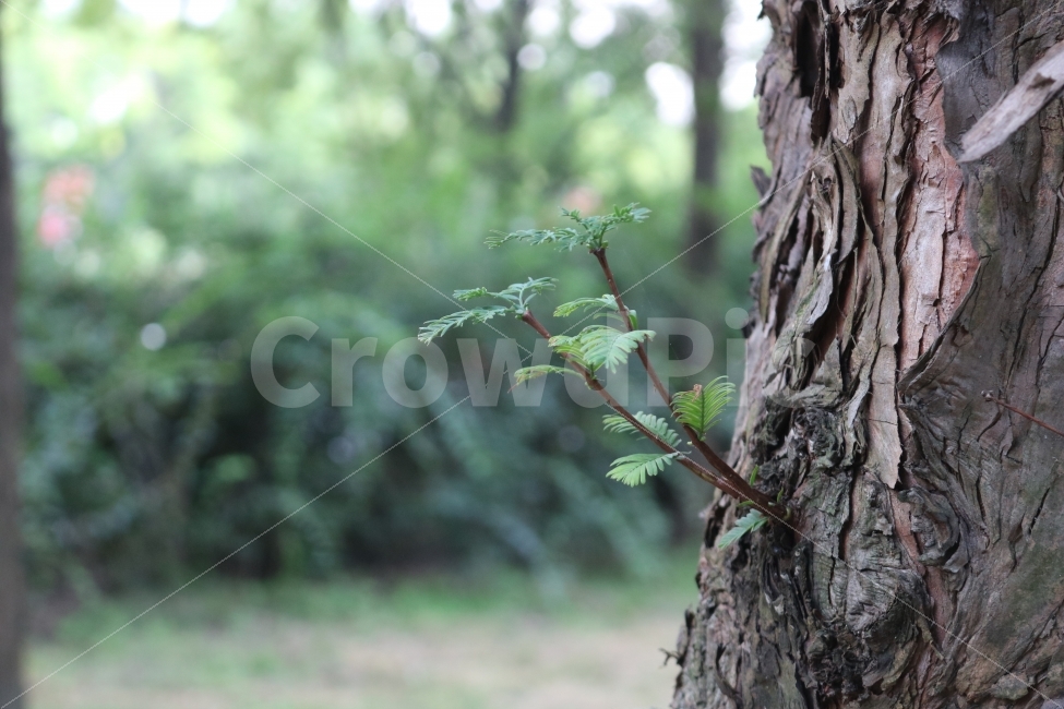 자연,힐링,풍경,감성,풀잎,식물,자연,plants,nature