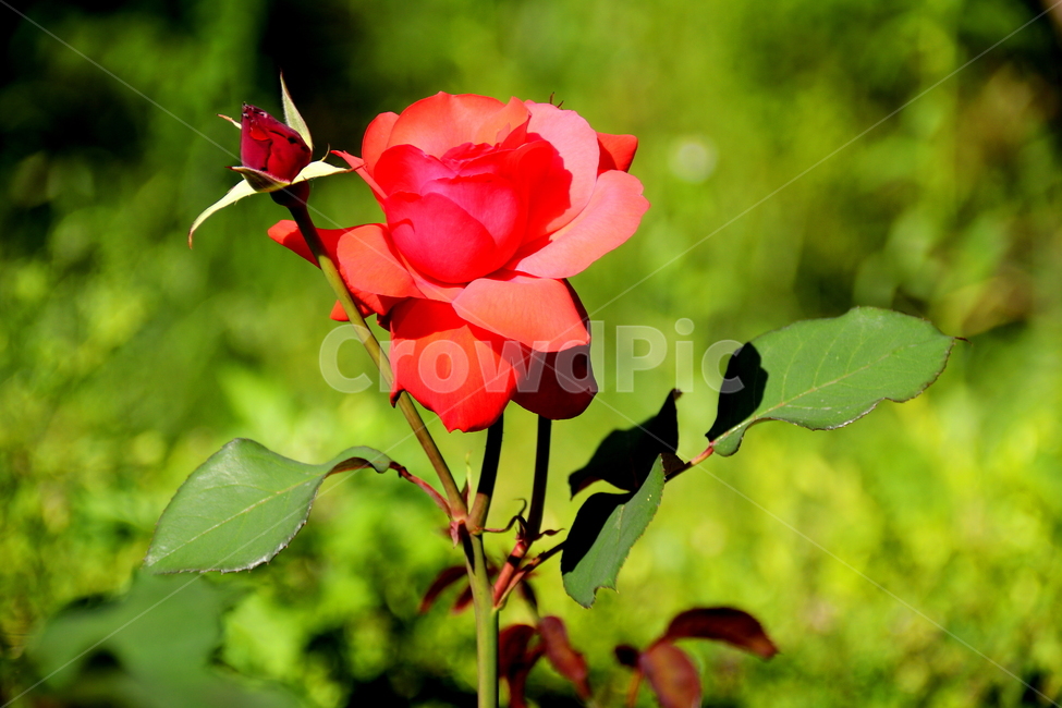 꽃,장미,식물,plant,자연,rose,식물,자연,plants,nature,꽃,flower