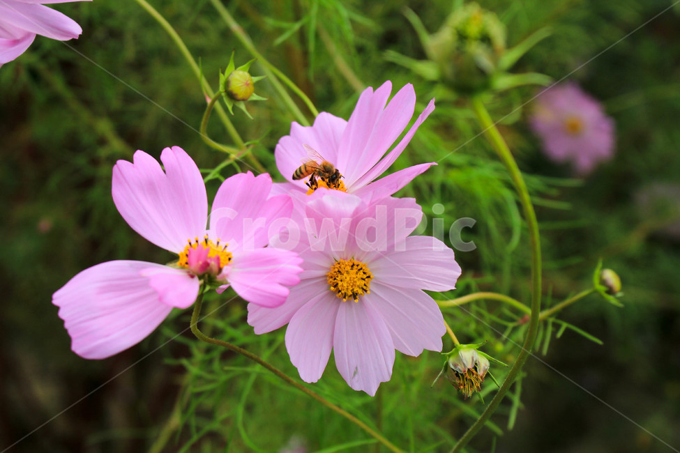 코스모스,꽃,가을,공원,계절,식물,자연,fall,autumn,season,plants,nature,flower,벌,분홍,초록,풍경,배경,감성