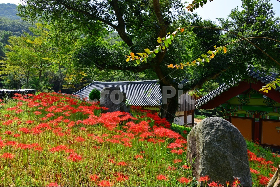 nature,자연,outdoors,옥외,plant,식물,함평,용천사,사찰,절,불교,상사화,꽃무릇,꽃무릇축제,불상,석상