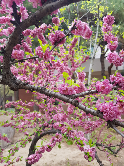 꽃나무,자주색꽃,봄,꽃,꽃가지,꽃송이,정원,꽃사과나무,plum,flowers,spring,branch,tree,plant,garden