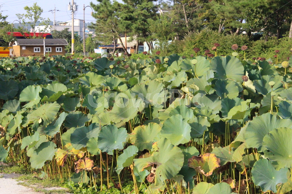 연잎,시들다,나무,노란잎,집,식물,자연,plants,nature