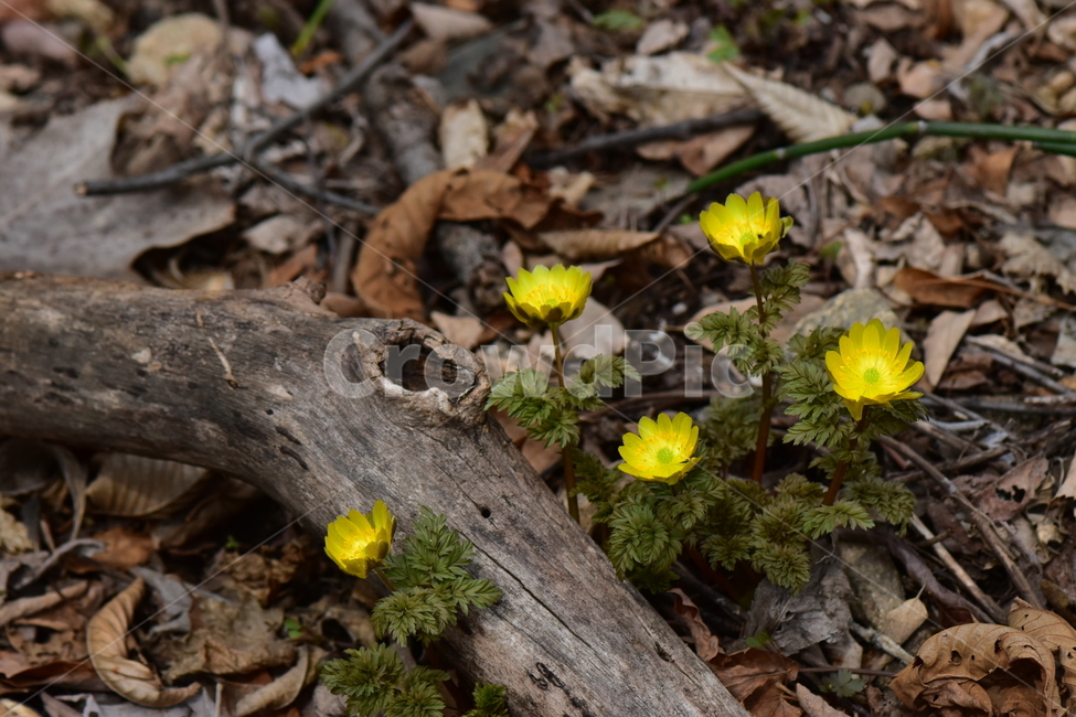 복수초,애기복수초,야생화,봄,꽃,풀꽃,자연,식물,식생,plants,nature,spring,season,flower