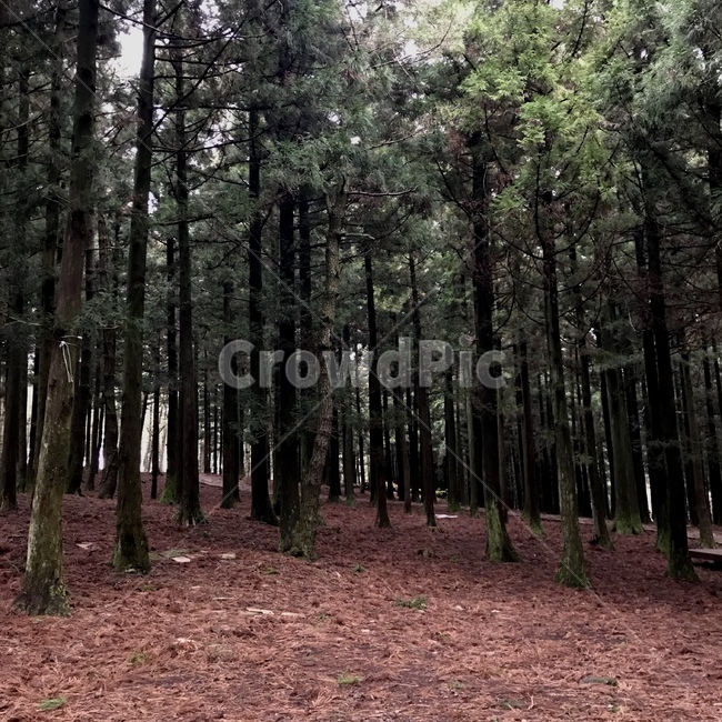 tree,나무,plant,식물,바닥,ground