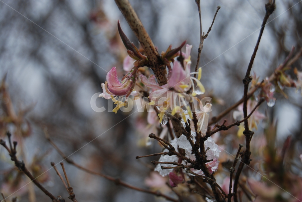 식물,꽃,겨울,산,자연,겨울,계절,winter,season,식물,자연,plants,nature,꽃,flower