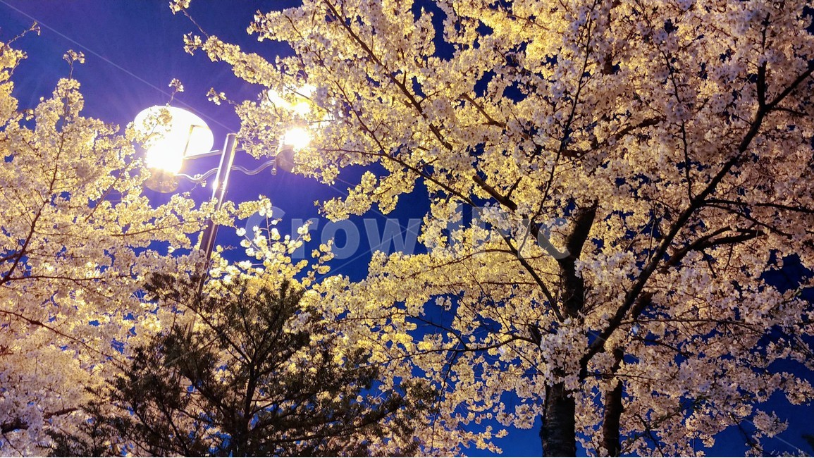 봄,벚꽃,가로등,조화,꽃,밤,야경,밤,풍경,nightscape,night,landscape,식물,자연,plants,nature,꽃,flower,light,빛,flare,플레어,plant