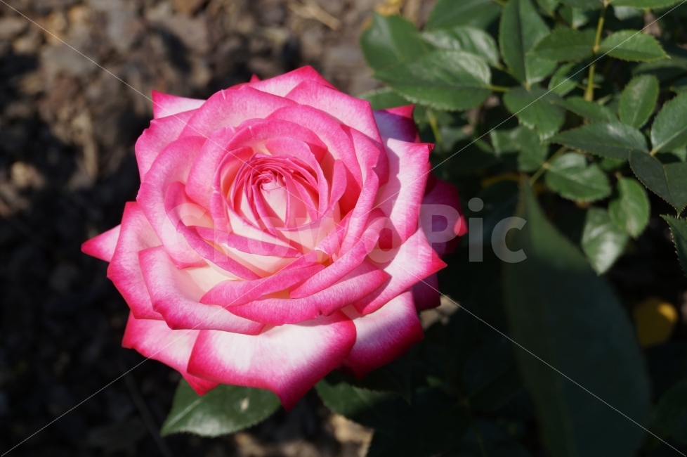 장미,장미축제,세계장미,꽃사진,꽃,식물,자연,plants,nature,꽃,flower,색깔,색상,색채,색감,color sense,color sensitivity,feeling of color