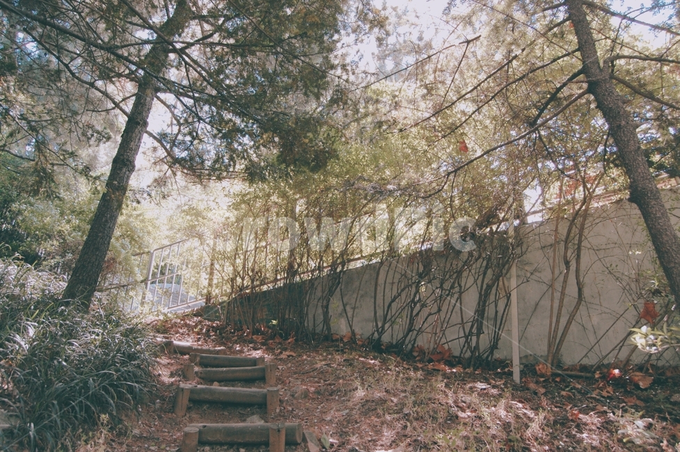 tree,나무,plant,식물,자연