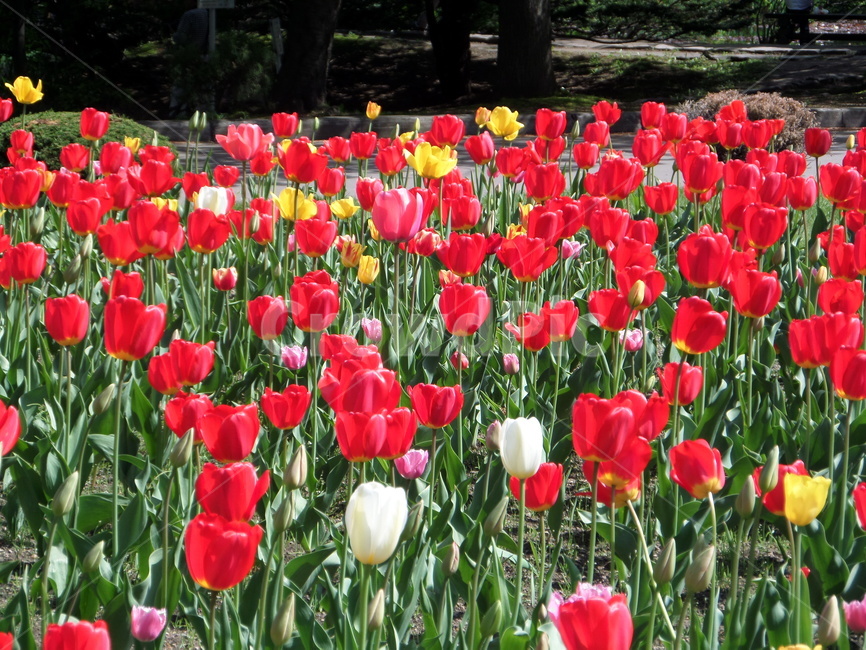튤립,꽃,식물,자연,plant,flower,식물,자연,plants,nature,꽃,flower