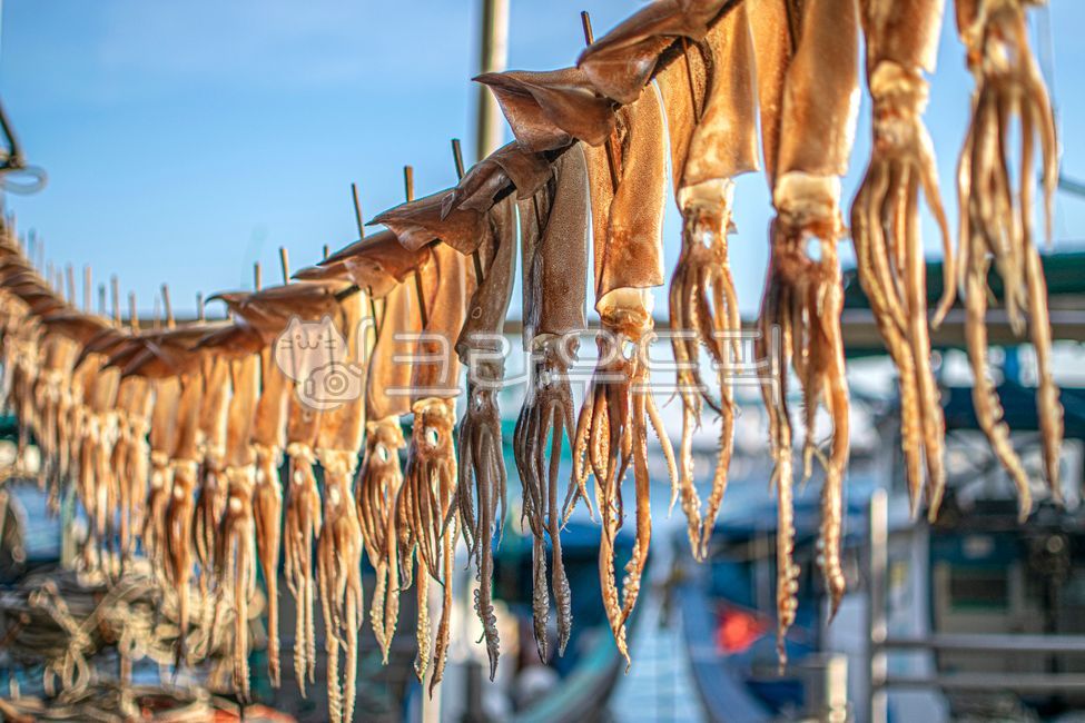 seafood,dry,dried squid,dried fish,driedsquid,drying work,fish,calamari,squid,Drying Squid