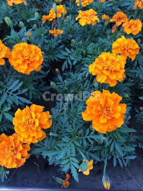 geranium,제라늄,flower,꽃,blossom,plant,식물,식물,자연,plants,nature,꽃,flower