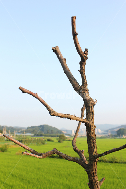 나무,나뭇가지,식물,자연,갈색,브라운,식물,자연,plants,nature,나무,trees,wood
