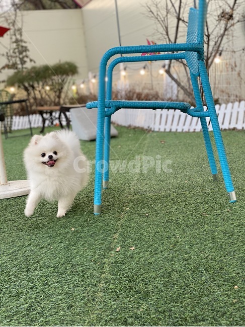 강아지,포메라니안,애견,애완동물,귀여움,동물,animal,포유류,mammal,개,강아지,dog,doggy