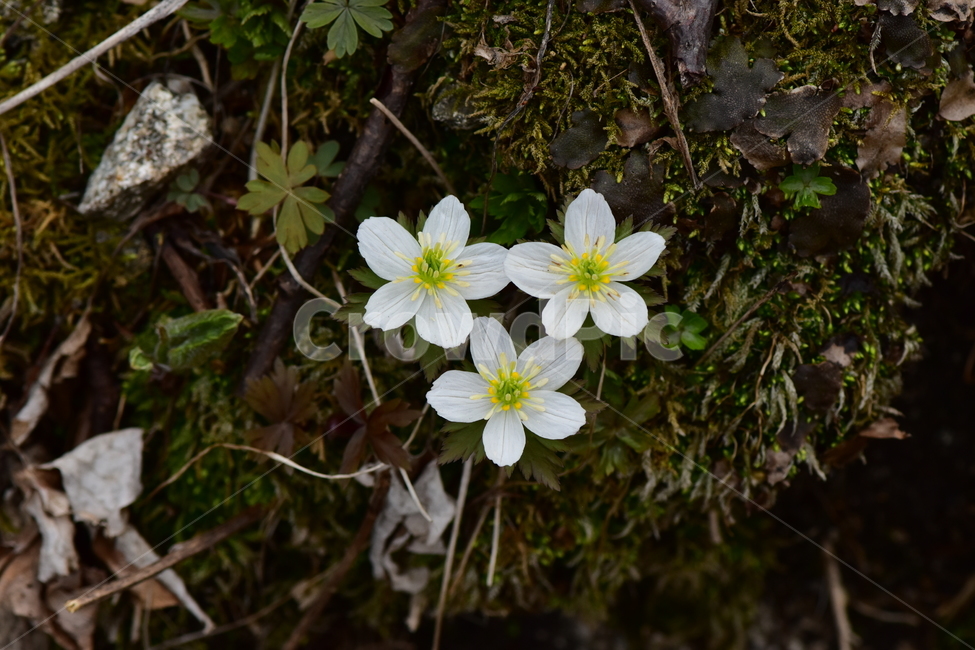 모데미풀,야생화,봄,꽃,풀꽃,자연,식물,식생,plants,nature,spring,season,flower