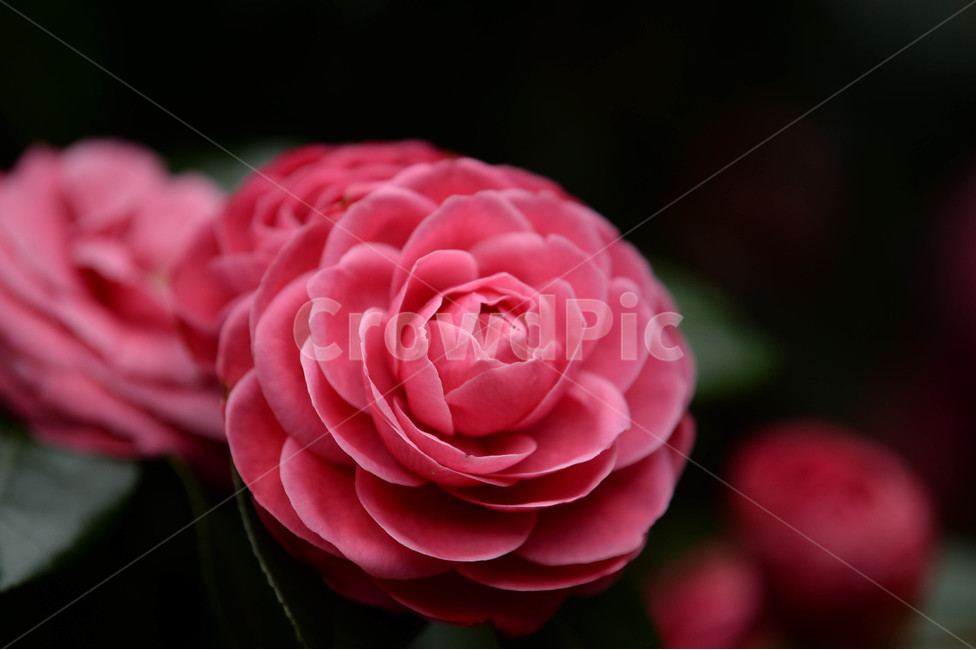겹동백,동백꽃,겹동백꽃,제주,풍경,꽃,자연,식물,자연,plants,nature,꽃,flower,감성,sensible,feeling