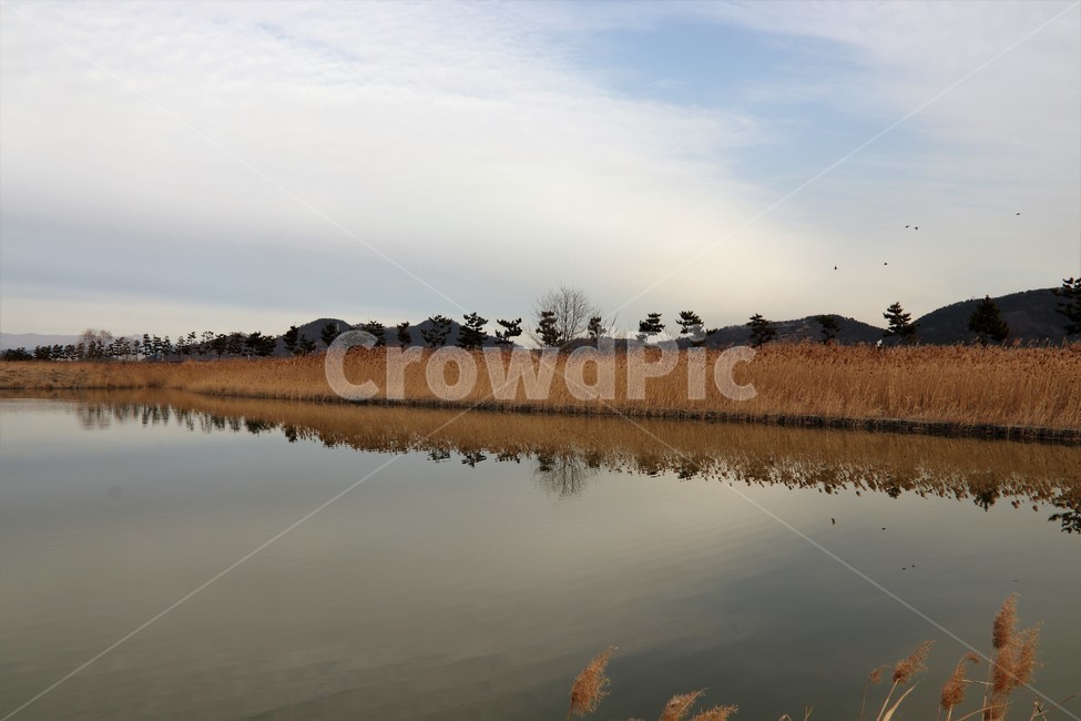 갈대,순천만,가을갈대,가을풍경,호수,나무,가을,계절,fall,autumn,season,자연,풍경,nature,landscape,water,물,land,땅,outdoors,옥외