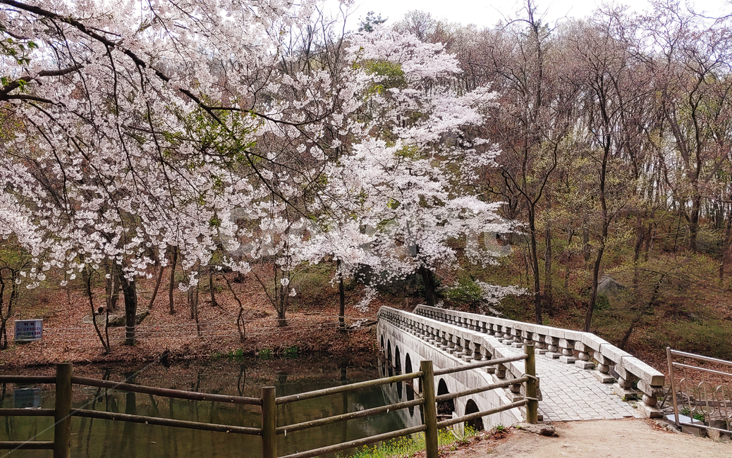 벚꽃,벚나무,물,다리,배경,풍경,자연,봄,계절,spring,season,plant,식물