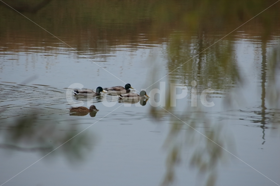 동물,새,오리,강,조류,철새,duck,청둥오리,동물,animal,조류,새,birds