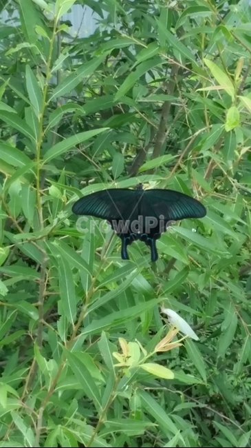 나비,검정나비,스텔스,나비스텔스,스텔스나비,동물,animal,곤충,벌레,insect,bug
