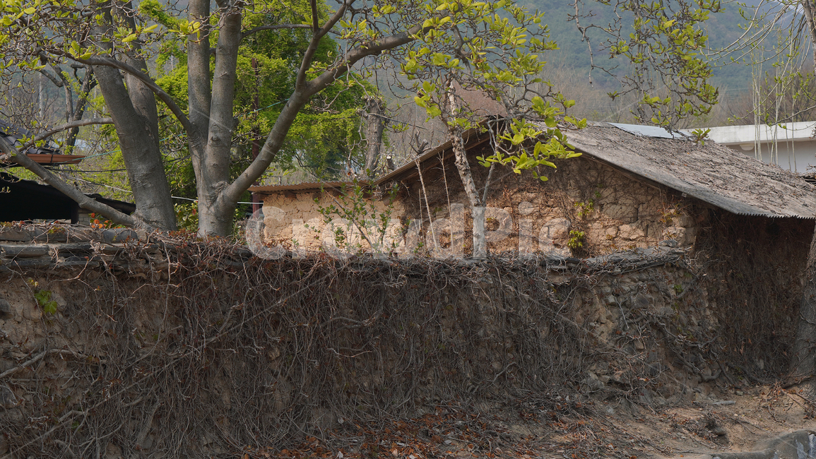 ground,tree,나무,시골집,농촌,countryside