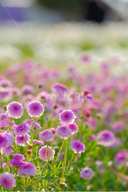 감성,감성사진,봄,들꽃,꽃,봄,계절,spring,season,식물,자연,plants,nature,꽃,flower,plant