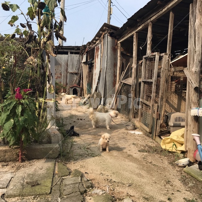 시골,강아지,마당,country,rural,dog,puppy,yard,동물,animal,포유류,mammal,개,강아지,dog,doggy