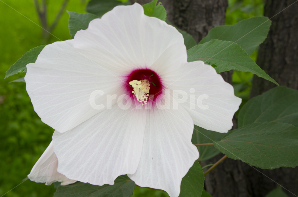 무궁화,하얀꽃,꽃,여름꽃,흰꽃,꽃잎,감정,감성,자연,계절,rose,flower,petal,bud,blossom,beauty,macro,closeup,접사,매크로,확대,roseofsharon,클로즈업