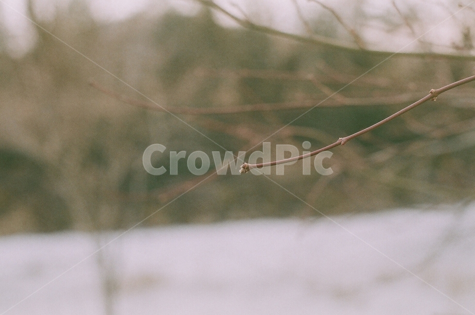 wood,tree,나무,나뭇가지,겨울