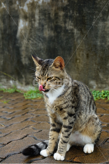 동물,cat,고양이,pet,아메리칸숏헤어,동물,animal,포유류,mammal,고양이,cat,kitten,kitty