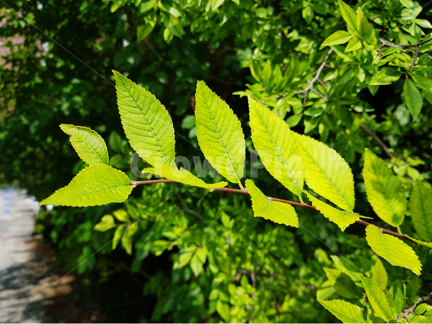 잎,잎사귀,풀,풀잎,숲,그린,싱그러운,클로즈업,식물,자연,plants,nature