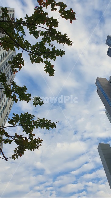 building,건물,도시,고층건물,하늘,나무,구름