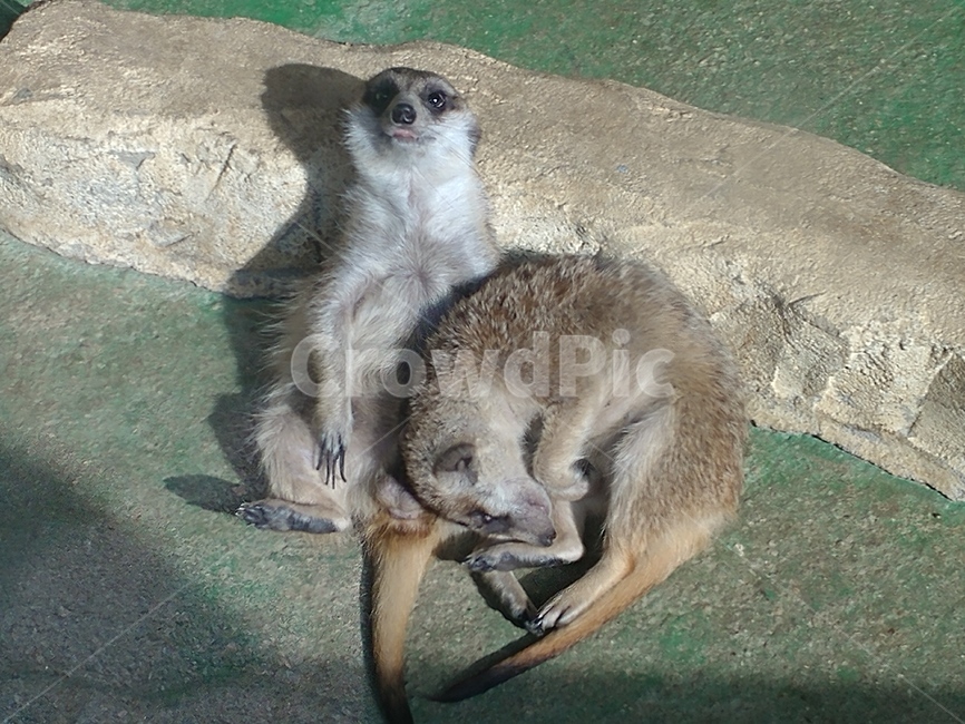 포유동물,척추동물,식육목,몽구스과,미어캣속,meerkat