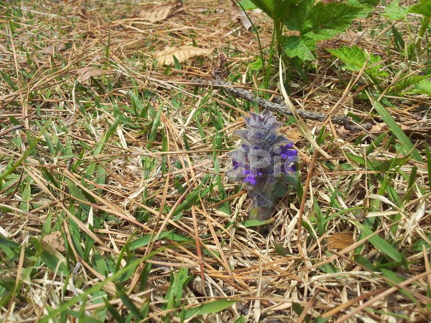 조개나물,보라색꽃,야생화,들꽃,식물,flower