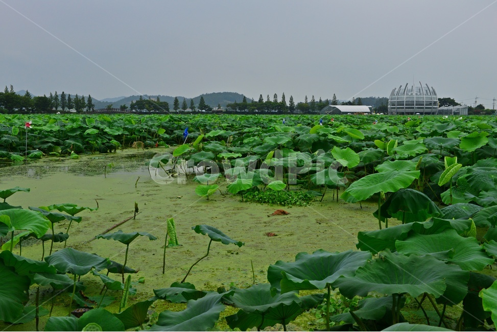 nature,자연,outdoors,옥외,plant,식물,무안,연꽃축제장,무안연꽃축제장