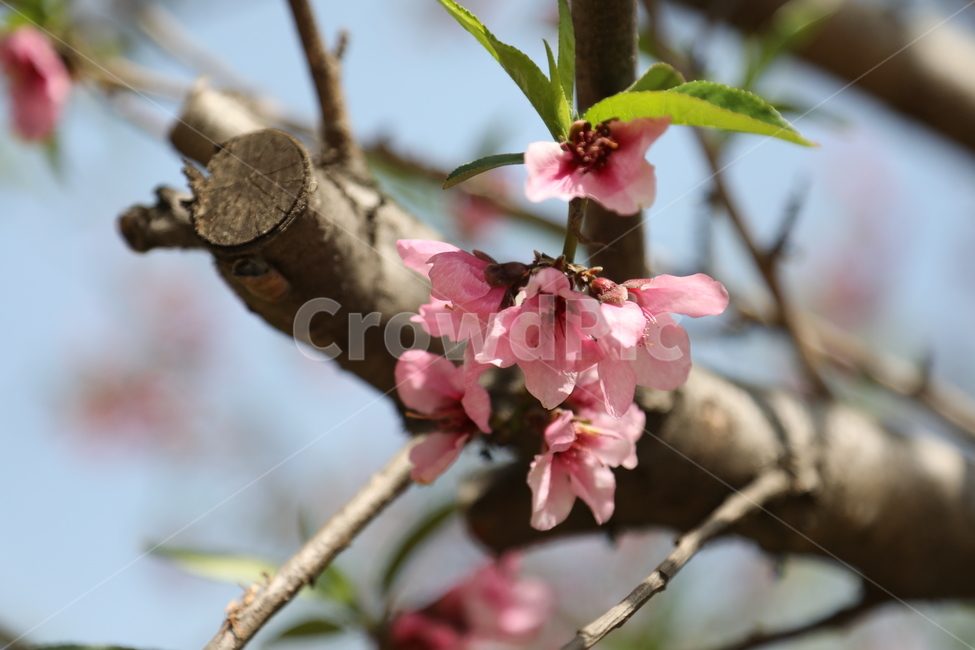 꽃,나무,올림픽공원,봄,spring,flower,olympicpark,봄,계절,spring,season,식물,자연,plants,nature,꽃,flower,plant,blossom