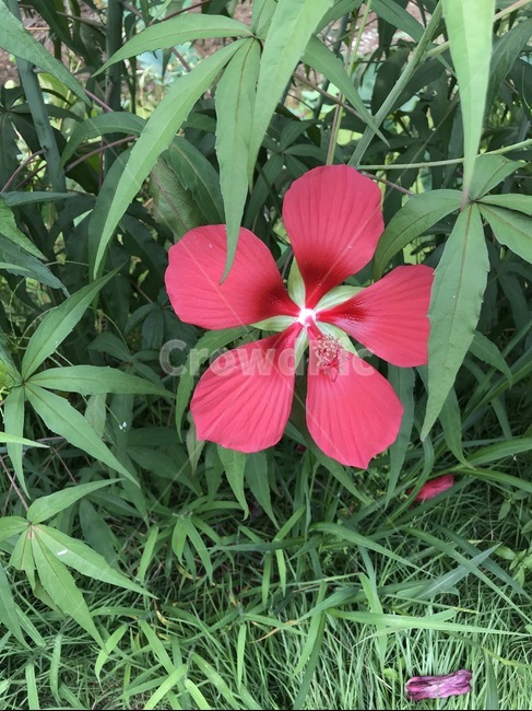 plant,식물,flower,꽃,blossom,자연,nature