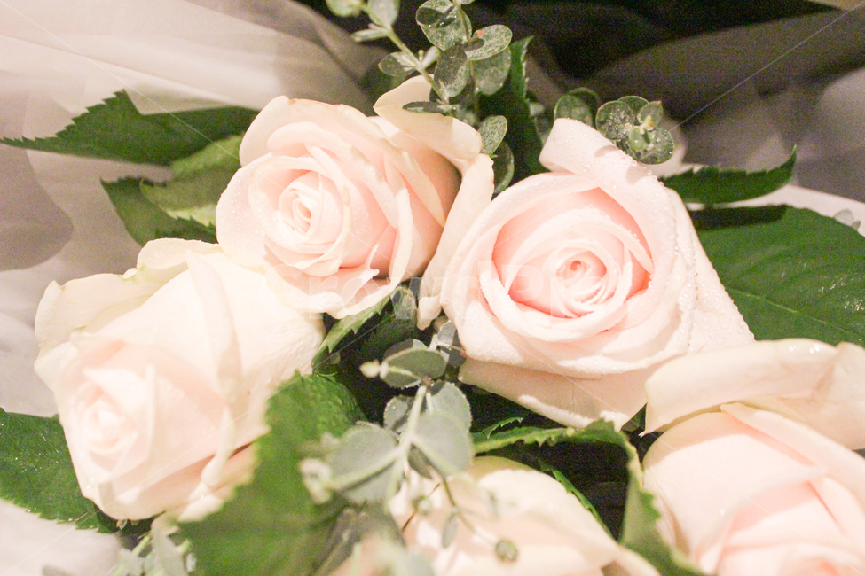 flower,꽃,장미,rose,plant,식물,꽃다발,분홍장미,blossom,식물,자연,plants,nature,꽃,flower