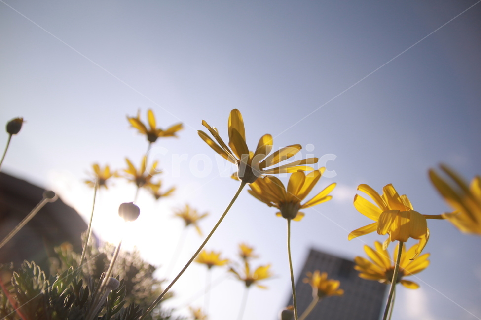 노란꽃,식물,꽃,flower,자연,nature,식물,자연,plants,nature,꽃,flower