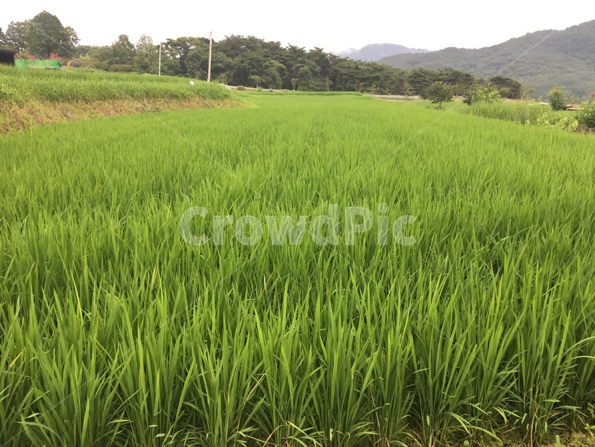 wall,벽,nature,자연,outdoors,옥외,산,들,시골,풍경,시골길,힐링,논,벼,농업,농사,agriculture,farming,farming industry