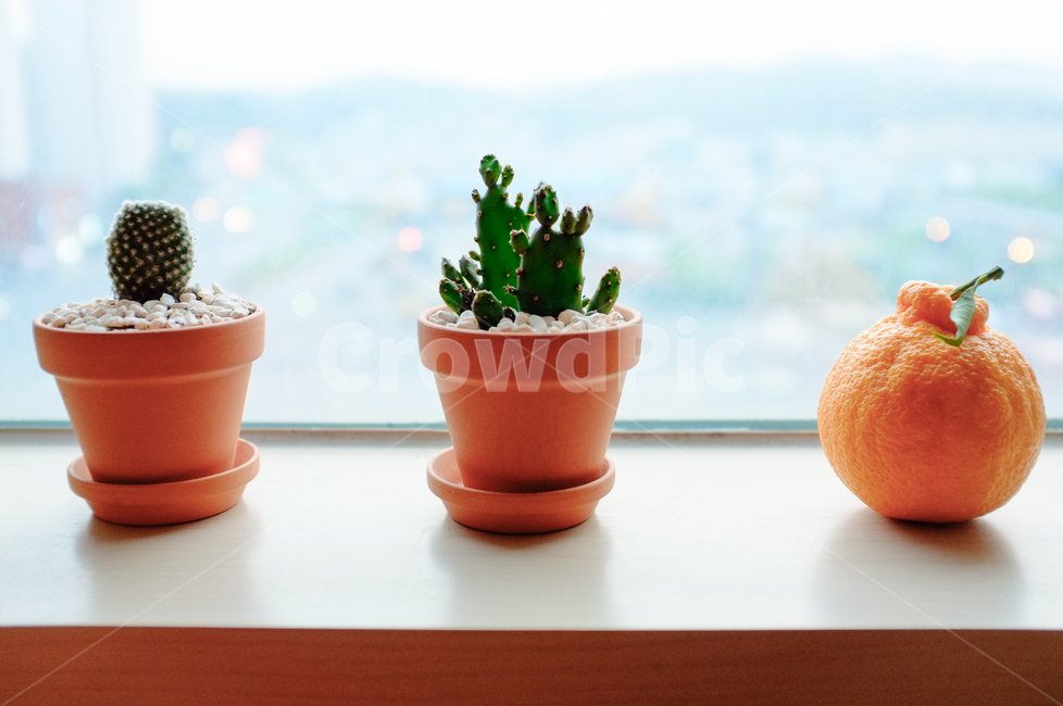 다육식물,선인장,창가,한라봉,식물,화분,실내용화초,화분,화초,house plant