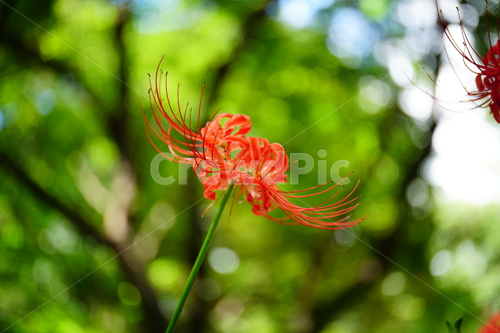 꽃무릇,꽃,식물,플라워,flower,자연,nature,plants,9월,가을,fall,autumn,september,꽃밭,화단,closeup,접사,매크로,마크로,macro,꽃사진,가을꽃,식물,자연,plants,nature,꽃,flower