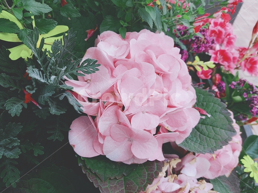 plant,식물,꽃,flower,수국,pink,green,flowers,식물,자연,plants,nature,꽃,flower