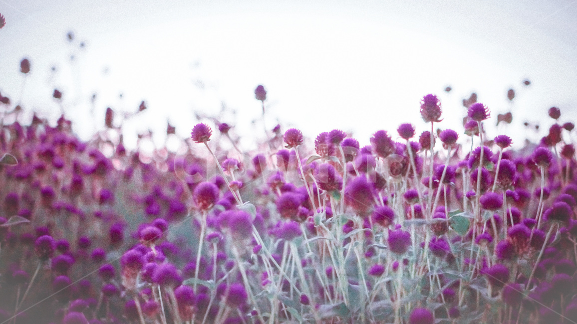 천일홍,꽃,핑크,식물,gomphrenaglobosa,flowers,pink,plant,꽃밭,식물,자연,plants,nature,꽃,flower