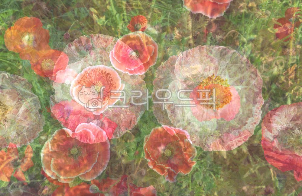 synthesis,poppy,Multiple shots,composite photo,multiple exposure,Emotional photo,red flower,flower,petal,plant,poppy flower