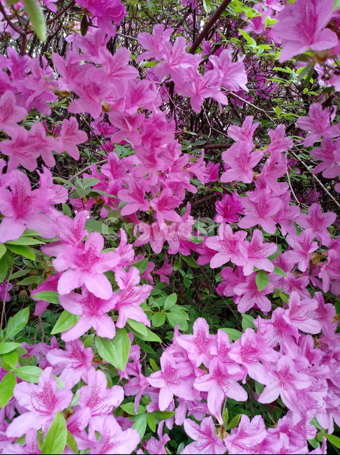 철쭉,smilerosebay,진달래과,식물,봄꽃,개꽃나무,springseasonflower,척촉화,낙엽관목,관상용