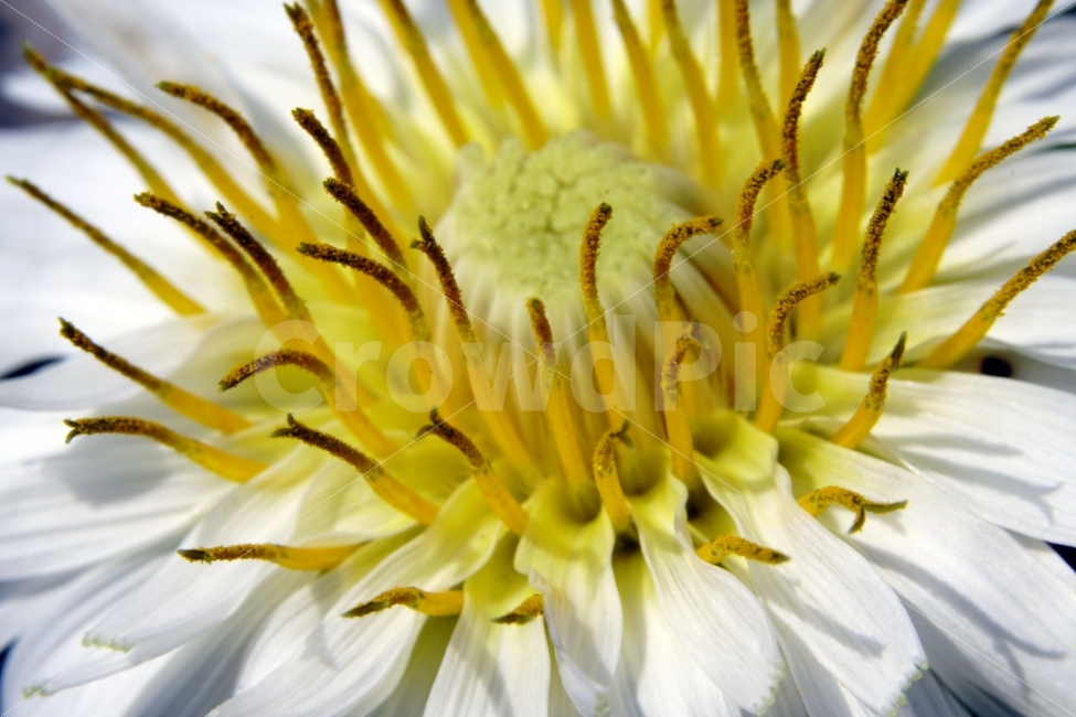 봄,꽃,자연,식물,플라워,spring,flower,nature,plants,민들레,이파리,꽃봉오리,접사,macro,클로즈업,closeup,tree,숲,숲속,산림,삼림,조경,봄꽃,감성,힐링,풍경,landscape,식물,자연,plants,nature,꽃,flower